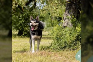 Duobėje gyventi turėjusi miela ir žaisminga šunė – tik ypatingiems žmonėms