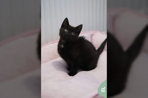 2 mėn. „angliukas“ taptų pačiu geriausiu nuotykių draugu