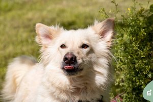 Dvejų metų gražuolė – verta ypatingos meilės ir dėmesio: užsitarnavę jos draugystę tikrai nepasigailėsite