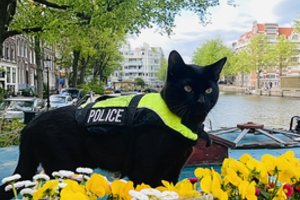 Pirmasis pasaulyje „katinas-policininkas“ tapo „TikTok“ žvaigžde