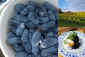 Žmonės tik atranda ypatingas Lietuvoje augančias uogas: už naudą organizmui užsitarnavo supermaisto vardą