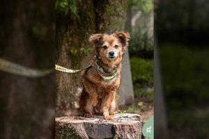 Dominuoti mėgstanti nedidelė ir žaisminga šunytė nori namų: prašo suteikti jai šansą