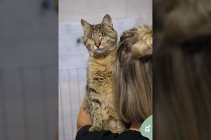 Ypatingai 9 mėn. katytei aklumas – ne trukdis: meilumu ir gudrumu lenkia kitas