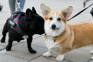 Specialistai įvardino, kokios dažniausios daromos klaidos ir ką žinoti prieš įsigyjant augintinį