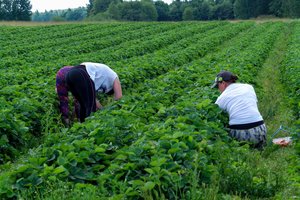 Jei turite tokią sutartį, šitokius darbus galite dirbti ne ilgiau nei 8 mėnesius