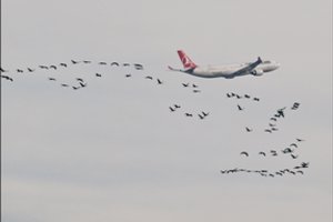 Veiksnys, kuris lėktuvams kelia dažną ir kartais netgi mirtiną pavojų