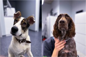 Kodėl jūsų šuo šeriasi, meta plaukus ir plinka?