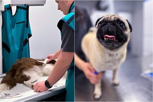 Gyvūnų ortopedija ir traumatologija: svarba, dažniausios problemų formos ir inovatyvūs sprendimai