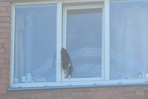 Kauniečiai suskubo gelbėti lange įstrigusio katino – tokie spąstai gali būti pražūtingi