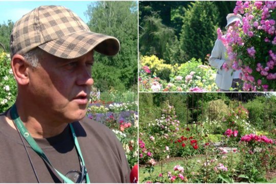VDU Botanikos sode – kone mėnesiu anksčiau prasidėjo didysis rožių žydėjimas: pažiūrėti traukia iš visos šalies