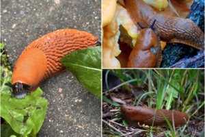 Šiais padarais savo darže atsikratysite tik vienu būdu: už jų sunaikinimą žada skirti net pinigų