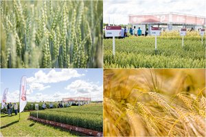 Šios įmonės ekspertai kalba apie Lietuvoje neišnaudojamą potencialą: naudodami tokias sėklas, sulauksite maksimalaus derliaus