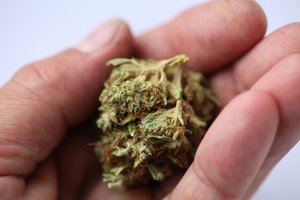 Brazilijoje dekriminalizuotas marihuanos laikymas asmeniniam vartojimui