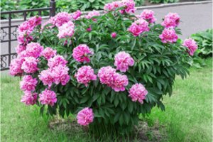 Kai bijūnai nužydės atlikite vieną svarbų darbą – kitais metais žiedų nesuskaičiuosite 