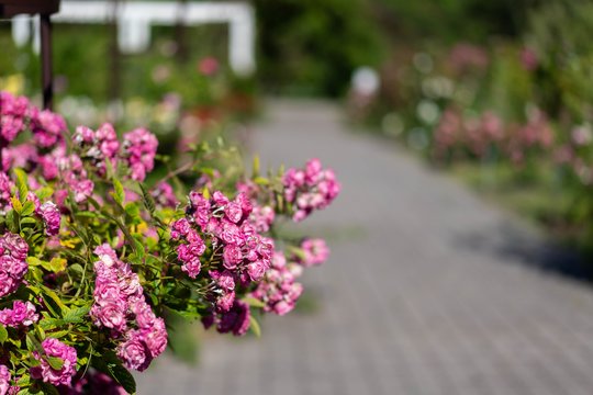  Rožių žydėjimas.<br> G. Bitvinsko nuotr.