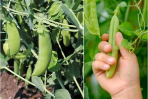 Į litrą vandens įpilkite truputį šios medžiagos – žirniai bus dideli ir saldūs