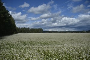 Nutarė pakeisti kompensacijos už pasinaudojimą žeme tvarką: štai, kas laukia