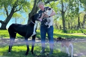 Aukščiausias pasaulyje šuo užgeso praėjus kelioms dienoms po to, kai buvo paskelbtas šis rekordas