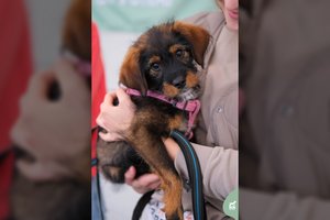 3 mėn. į statybvietę atklydęs mažylis trokšta meilės iš šilumos: „Neapsigaukite akių mielumu“