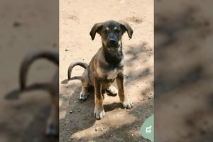 Žmonių nuskriaustas šuniukas pasižymi ypatingu meilumu: įspėja – prireiks kantrybės