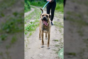 Lambadą šokanti kalytė vis dar laukia savo žmogaus: „Kaip galima išmesti tokį gerą šunį?“