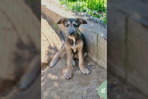 4 mėn. gyvenimo nelepintas šuniukas ieško namų: įtaria, kad augs didelis