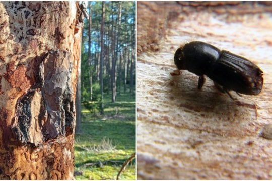 Lietuvoje sparčiai plinta agresyvus miško kenkėjas: gali grėsti net sanitariniai kirtimai