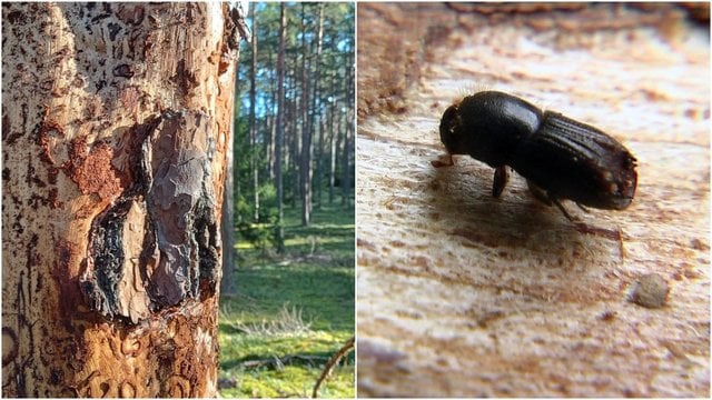 Lietuvoje sparčiai plinta agresyvus miško kenkėjas: gali grėsti net sanitariniai kirtimai