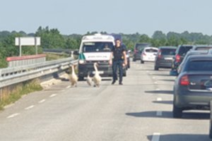 Plunksnuotiems kelių eismo taisyklių pažeidėjams – policijos pareigūnų palyda