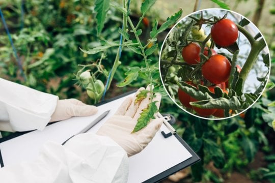 Pomidorų lapai susisuko: 3 priežastys, kodėl taip atsitiko ir kaip tai sutvarkyti