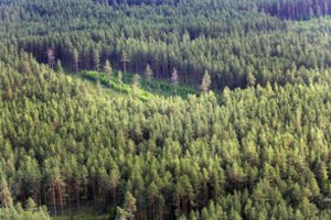 Paaiškino, kodėl sengirės tokios svarbios: sukaupia 70 proc. daugiau anglies nei atsodinti miškai