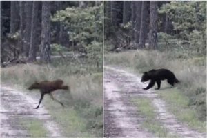 Briedžio jauniklį į Lietuvą atginė meška: neeilinį vaizdą įamžino kameros
