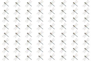 Kuris laumžirgis skiriasi nuo kitų? Suras tik patys akyliausi