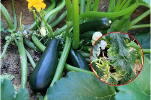 Kai kurių cukinijų valgyti negalima: kada būtina derlių išmesti