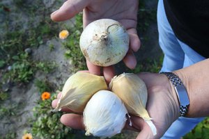 Kad česnakai kuo ilgiau išsilaikytų, svarbu tinkamai juos iškasti – vienas patarimas