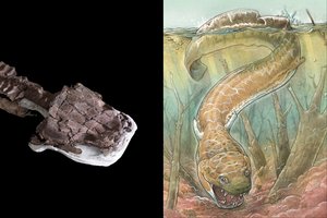 Aptiko senovinę pabaisą su „tualeto sėdynės“ formos galva