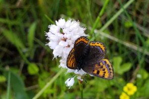 Šis drąsus drugys kovoti ryžtasi net prieš kamanes: jį sutikti galima vos keliose Lietuvos vietose