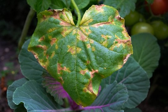 Pageltę agurkų lapai gali reikšti derliaus pabaigą: išsiaiškinkite, kiek tai pažengę jūsų lysvėse