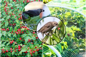 Kaip apsaugoti uogas nuo viską siaubiančių paukščių: yra viena auksinė gudrybė
