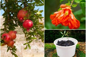 Netikėta, bet išbandyta: granatmedį galima užsiauginti ir Lietuvoje