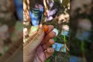 Mokslininkai turi naujų žinių apie unikalųjį Lietuvos „Gintaro kaimą“