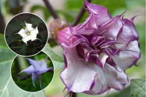 Durnaropė – sodo puošmena, vaistas ir nuodas: būkite atsargūs rinkdamiesi jos rūšį