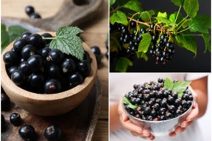 Juodieji serbentai: atskleista paslaptis, ko reikia, kad užaugtų daug ir sultingų uogų 