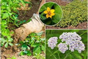 Patikimiausias būdas išnaikinti piktžoles – kitų net nebeieškosite