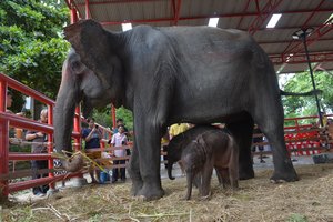 Pietų Afrikoje dramblys mirtinai sutrypė ispanų turistą