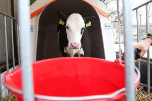 Parlamento Ekonomikos komiteto patobulintą pieno įstatymo projektą sukritikavo ūkininkai ir perdirbėjai