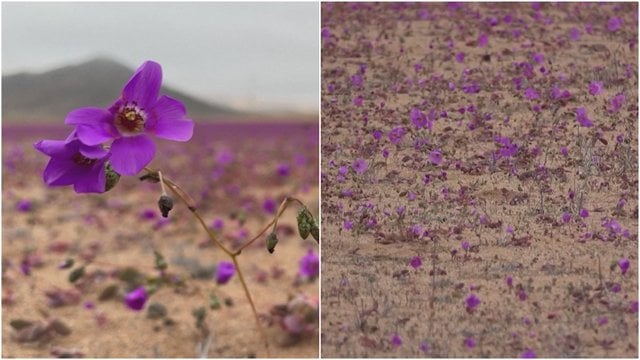 Čilės Atakamos dykuma pasipuošė baltais ir violetiniais žiedais: dėl gausių liūčių gėlės pražydo gerokai anksčiau