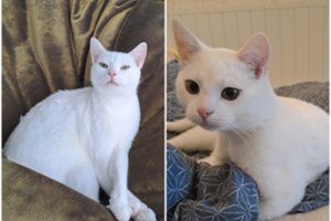 Lazdynų rajone dingo baltas katinas: radusiam 1000 eurų