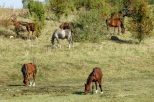 Ūkininkai nerimauja dėl savo deklaruotų ganomų gyvulių: jei nesutaps skaičiai – gali mažėti išmokos
