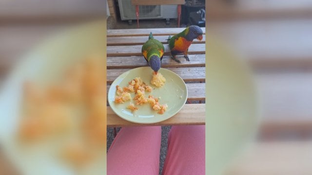 Australijoje pietauti vienam nevalia: apsukri paukščių porelė žino, kaip prasimanyti maisto